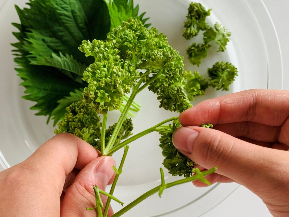 recipe_image